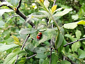 Ladybird in nature having intercourse