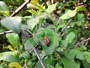 Ladybird in nature having intercourse