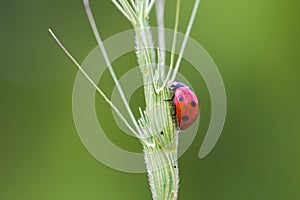 Ladybird nibbling on a plant