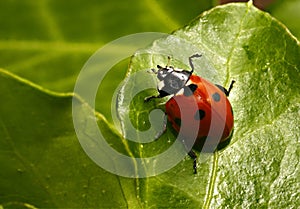 Ladybird Norway