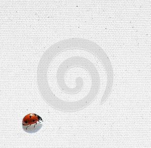 Ladybird on paper