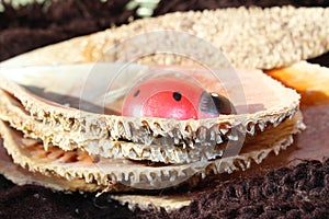 Ladybird in pinna nobilis, noble pen shell, macro photography, closeup