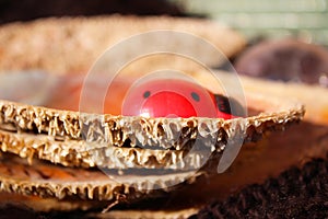Ladybird in pinna nobilis, noble pen shell, macro photography, closeup