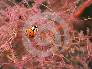Ladybird