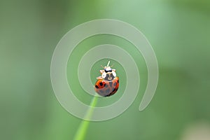 Ladybird on plant