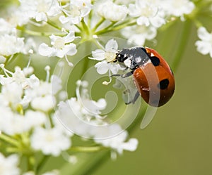 Ladybird in pollen