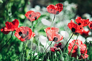 Ladybird Poppy or the Caucasian scarlet poppy Papaver commutatum photo