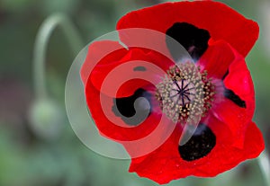 Ladybird Poppy Flower