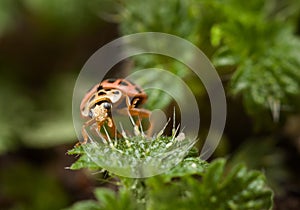 Ladybird portrait on stinging nettle leaf