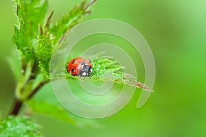 Ladybird in rain