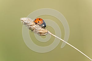Ladybird red beetle on dried grass stalk