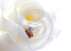 Ladybird on rose