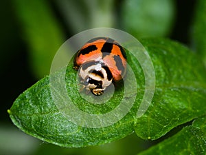 Ladybird Rubbing Eye With Left Foreleg