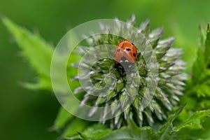 Ladybird on Ruthenian globe thistle, also known as Echinops Bannaticus, in the historic walled garden Eastcote House Gardens UK