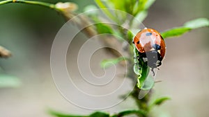 The Ladybird sits on a colored leaf. Macro photo of ladybug close-up. Coccinellidae.