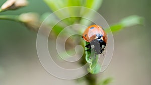The Ladybird sits on a colored leaf. Macro photo of ladybug close-up. Coccinellidae.
