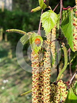 A ladybird sits on the seed of a birch tree and basks or relaxes