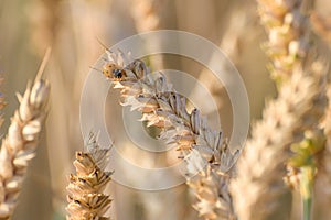 A ladybird sits on a wheat ear in the sun