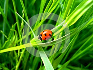 Ladybird sitting on the blade