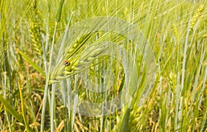 Ladybird sitting on the ear of barley in a grain field