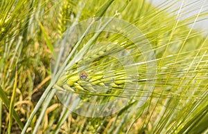 Ladybird sitting on the ear of barley in a grain field