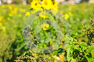 Ladybird sitting on a field weed, selective focus