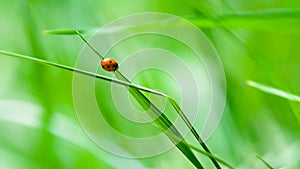 Ladybird sitting on the fresh grass