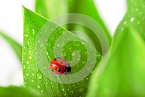 Ladybird sitting on a leaf with drops of water