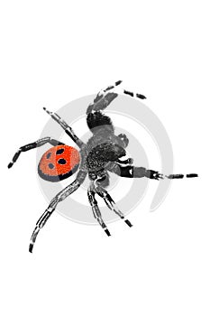 Ladybird Spider - climbing