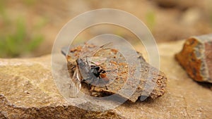 Ladybird spider preys on an ant. Jumping spiders. Insects, insect, bugs, bug