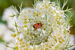 Ladybird, the sun eats pollen on a flower.