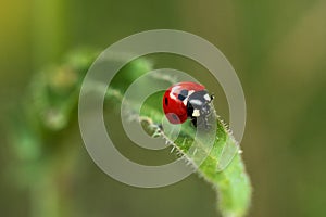 Ladybird traveler