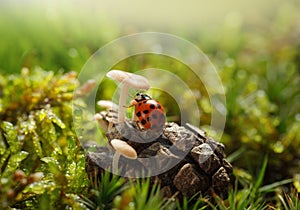 Ladybird under mushroom cap