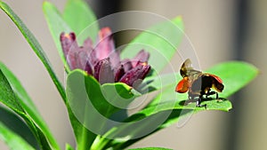 Ladybird unfolds wings