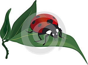 Ladybird vector