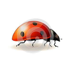 Ladybird. Vector illustration.