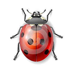 Ladybird vector illustration