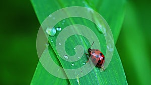 Ladybird walking on a green grass leaf and expel feces.