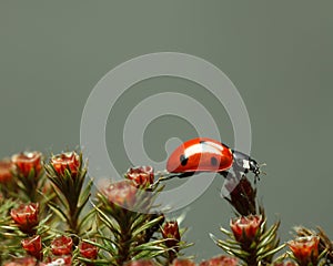 Ladybird walking on red blossom moss top