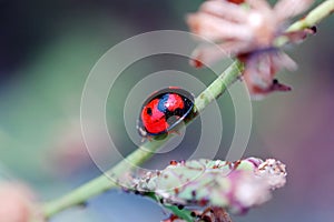Ladybird walking on stem of compositae plant photo