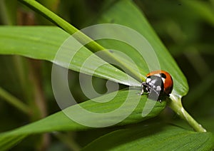 Ladybird