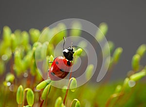 Ladybird wave from moss top