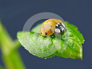 Ladybird on wet green leaf.