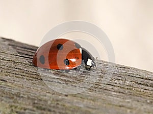 Ladybird on a wooden bench