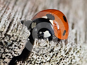 Ladybird on a wooden bench