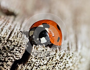 Ladybird on a wooden bench