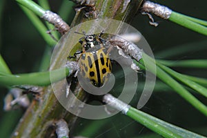 Ladybird yellow to black spot sits on a fir branch, and next to the spider webs