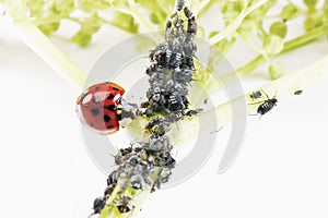 Ladybirdr (Coccinellidae) and aphids (Sternorrhyncha) on elderflower stem (Sambucus nigra)