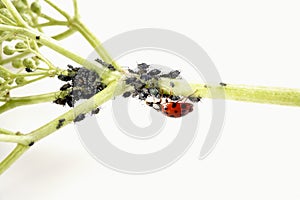 Ladybirdr (Coccinellidae) and aphids (Sternorrhyncha) on elderflower stem (Sambucus nigra)