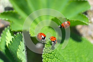 Ladybirds